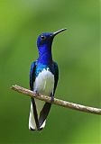 White-necked Jacobin